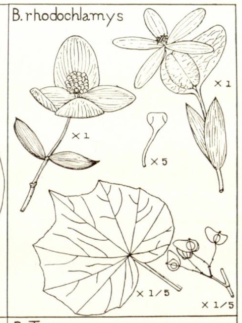 B. rhodochlamys